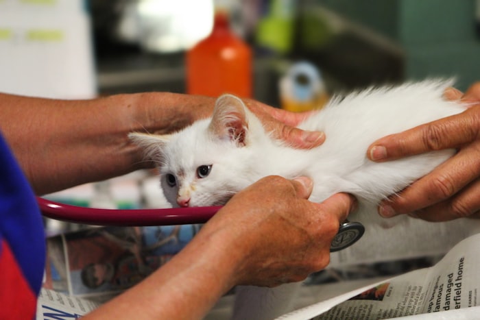 Meşe Veteriner Kliniği'nde muayene